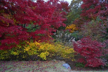 Obraz premium Colorful red Japanese maple foliage in the fall