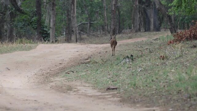 Chital fawn (spotted deer) standing/walking on forest road, alert, dense green sal deciduous forest, dirt road - Panna National Park, Panna Tiger Reserve, Madhya Pradesh, India