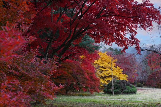 Colorful red Japanese maple foliage in the fall