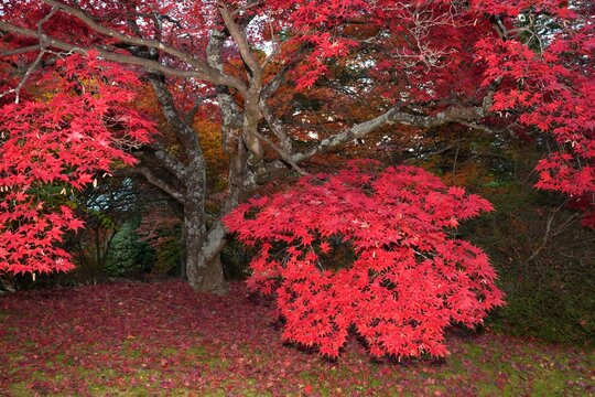 Colorful red Japanese maple foliage in the fall
