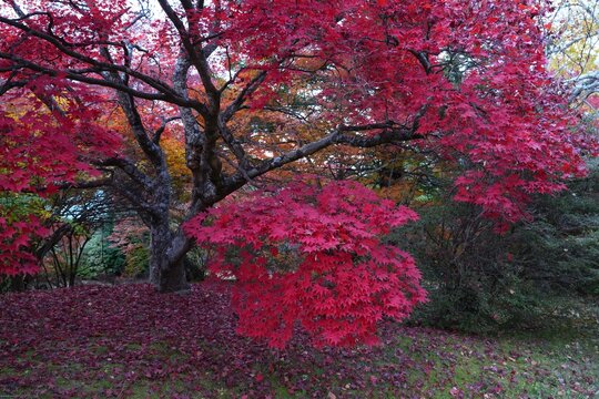 Colorful red Japanese maple foliage in the fall