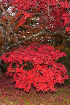 Colorful red Japanese maple foliage in the fall