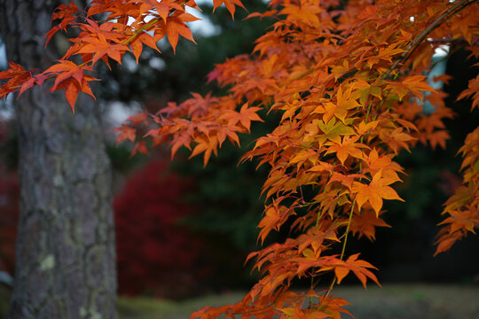 Colorful red Japanese maple foliage in the fall