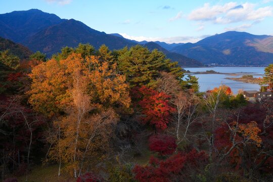Colorful foliage in the fall in Lake Kawaguchi (Fujikawaguchiko), Japan