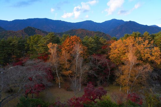 Colorful foliage in the fall in Lake Kawaguchi (Fujikawaguchiko), Japan