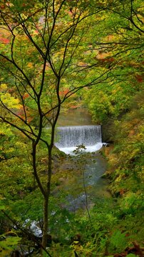 秋の鳴子峡【宮城県大崎市鳴子温泉】