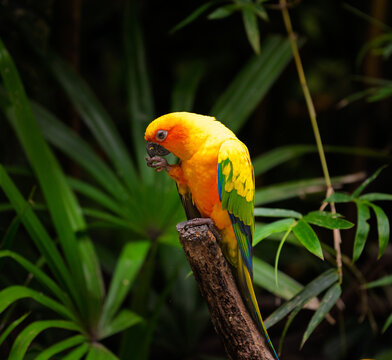 Vibrant Sun Conure parrot feeding in jungle
