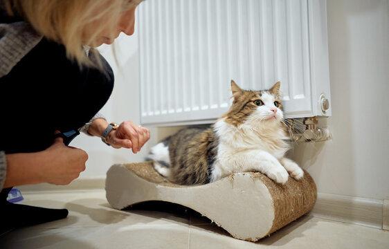 A woman gently grooms her relaxed longhaired cat as it lounges on a cardboard scratcher beside a home radiator, capturing a calm, caring pet-care moment and everyday indoor companionship.