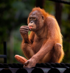 Orangutan enjoys a fresh fruit snack in nature © onurcepheli