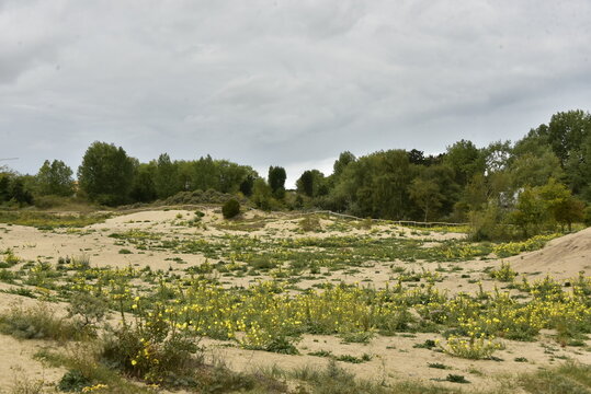 V&eacute;g&eacute;tation sur les dunes sous un ciel gris &agrave; Oostduinkerke (Flandre Occidentale)