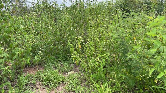 Wild meadow with green plants and small white flowers, nature background