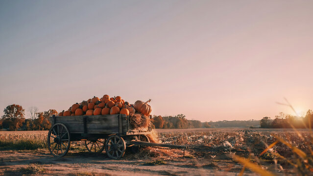 Halloween pumpkin harvest rustic wagon filled with pumpkins at sunset
