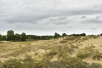 Naklejka premium Vaste zone de sable maintenue par la végétation dans les dunes de l'arrière pays à Oostduinkerke (Flandre Occidentale)