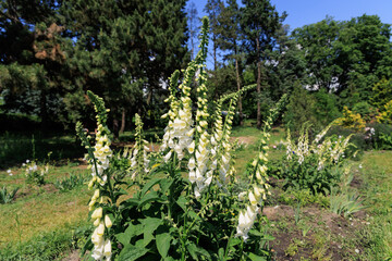 Flowers foxglove grow in a garden on a sunny day with greenery in the background © ir1ska