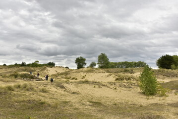 Fototapeta premium Vaste zone de sable maintenue par la végétation dans les dunes de l'arrière pays à Oostduinkerke (Flandre Occidentale)