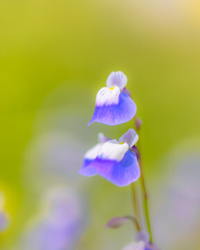 Macro photo of the two flowers of blue bladder wort which are carnivorous in nature which bloomed during monsoon rainy season.