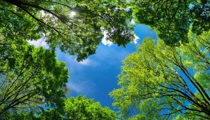 Fototapeta premium Looking Up At Green Tree Canopies Against A Blue Sky