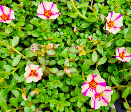 Portulaca flowers blooming