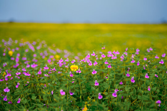 A closeup selective focus shot of tiny pink and purple Balsam wildflowers with a vast field of yellow flowers blurred in the background at western ghats plateau during monsoon rainy season.
