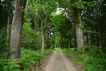 Fototapeta premium path in the forest