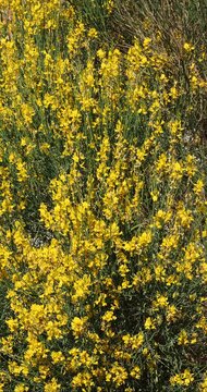 Spartium junceum | Spanish broom - False rush broom - Weaver's broom. Bushy and upright shrub with green, rush-like branches bearing small, narrow, scattered leaves and golden-yellow flowers