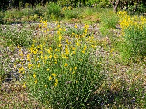 (Spartium junceum) Spanish broom,  woody shrub adorned with clusters of bright-yellow pea-like flowers blooming in early sommer found along roadways and scrubland
