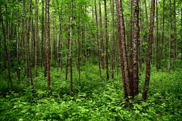 Obraz premium Deciduous forest