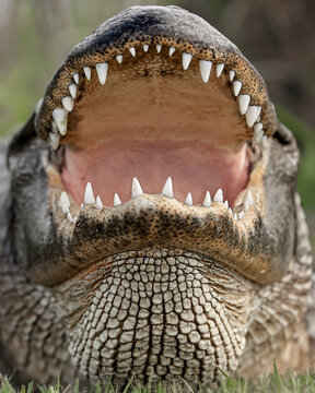 Massive Alligator Gaping Thermoregulating Yawning
