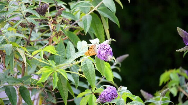 Butterfly Resting on Blooming Hydrangea Flower, Close-Up Nature Video of Pollination and Summer Garden	