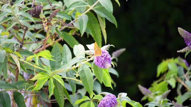 Butterfly Resting on Blooming Hydrangea Flower, Close-Up Nature Video of Pollination and Summer Garden