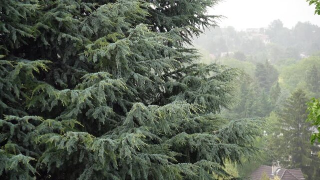 Rainfall in Suburban Garden with Raindrops Against Evergreen Tree, Natural Rain and Thunder Sound Ambience