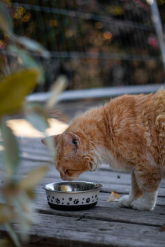 eating cat portrait