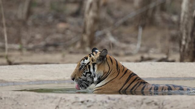 Bengal tiger drinking/cooling in waterhole, lapping, forest waterhole - Panna National Park, Panna Tiger Reserve, Madhya Pradesh, India, 4K UHD wildlife footage, nature documentary B-roll