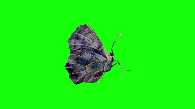 Monarch butterfly resting on green background. Orange and black butterfly with detailed wings perched still. Nature insect isolated for design and...