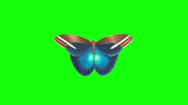 Close-up of vibrant butterfly resting on leaf. Exotic insect with colorful patterned wings perched outdoors. Nature and wildlife macro photography...