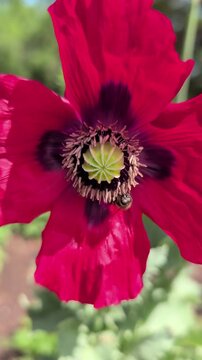 A Bee in a Poppy Flower