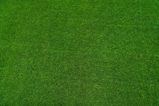 green grass texture - well-groomed turf in the garden
