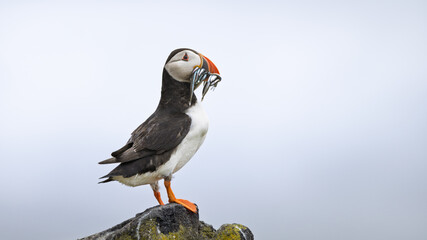 Obraz premium Puffin perches atop mossy rock, clutching fish in beak