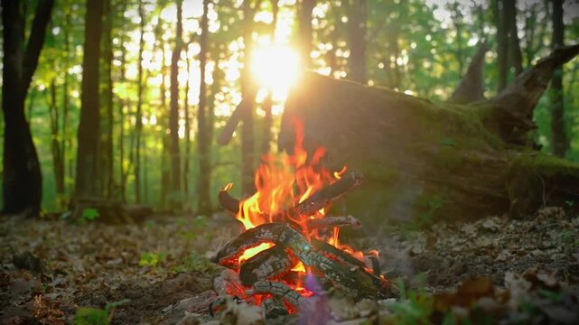 Beautiful campfire loop in the summer forest during dusk, seamless video with ambient sound of crackling logs and singing birds, bright fire flames on wood branches for ASMR relaxation