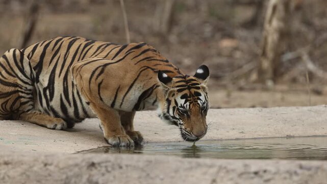 Bengal tiger drinking/lapping water, crouched at waterhole, waterhole edge, dry forest - Panna National Park, Panna Tiger Reserve, Madhya Pradesh, India, 4K UHD wildlife footage