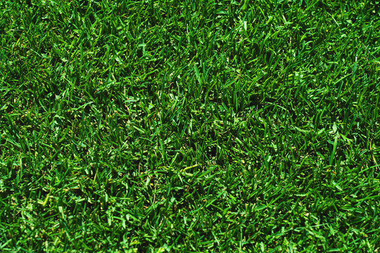 green grass texture - well-groomed turf in the garden