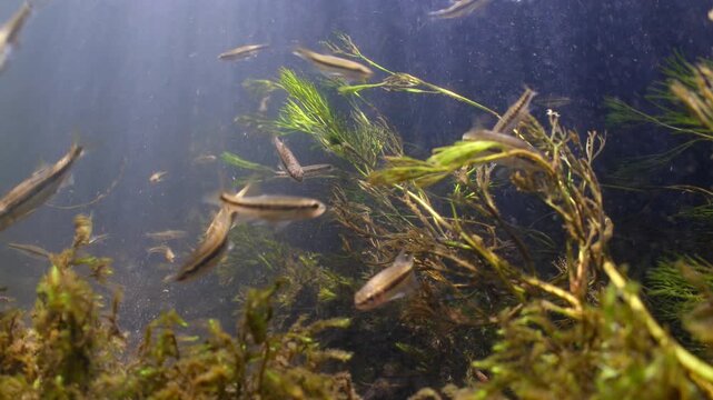 Medium wide underwater shot of freshwater Minnows swimming and feeding on algae in the River Avon, Wiltshire UK