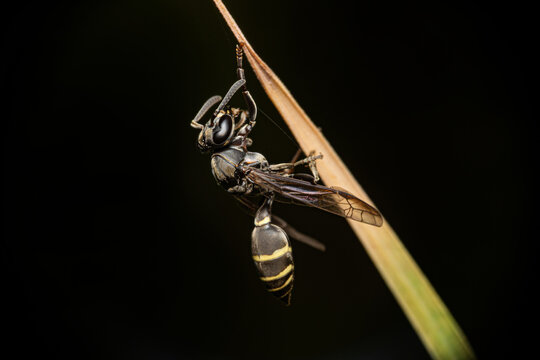 A wasp of the genus (Polybia) popularly known in Brazil as "marimbondo" or "marimbondo-chumbinho"&mdash;seen in detail through a macro lens; selective focus.