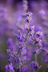 Fototapeta premium Blooming Lavender Flowers Close Up with Soft Purple Bokeh Background at Golden Hour. Ideal for themes of nature, wellness, aromatherapy, relaxation, and floral backgrounds.