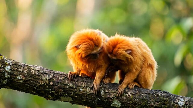 two golden lion tamarins close up in atlantic forest brazil morning light video