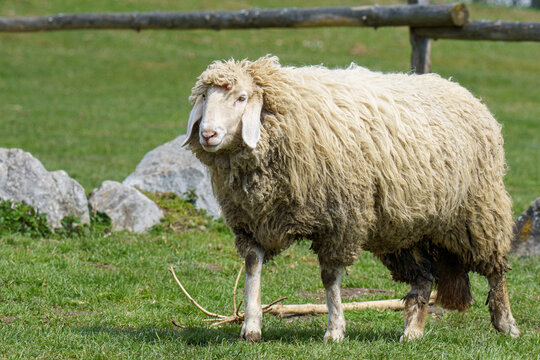 A horizontal close up photograph of a rare brown mountain sheep brown mountain sheep standing alertly on the grass in a rural German pasture