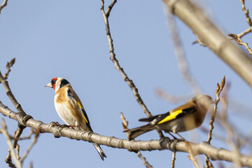 Fototapeta premium A horizontal wildlife photograph of a European goldfinch perched in sharp focus on a bare branch while a second goldfinch moves in a blur behind it under a blue sky.⁠