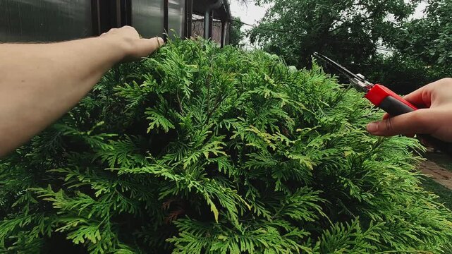 Pruning branches of shrub. POV. Giving round shape to a thuja plant. Landscaping, tending to plants. Gardening.