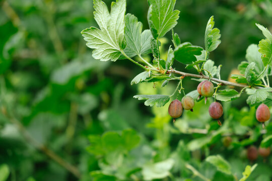 Fresh gooseberries hang on a bush, summer harvest. 