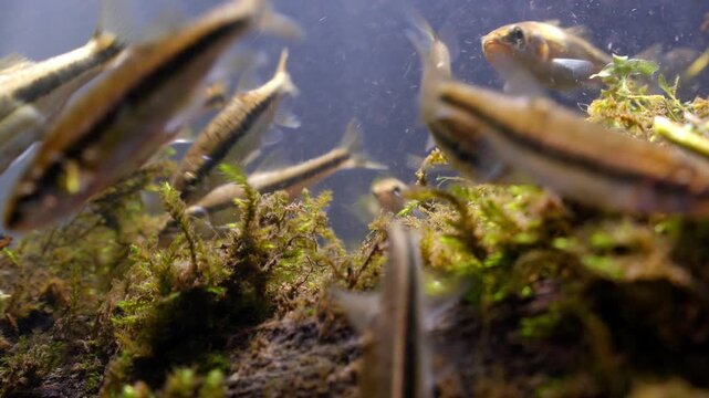 Close up underwater shot of freshwater Minnows feeding on algae in the River Avon, Wiltshire UK